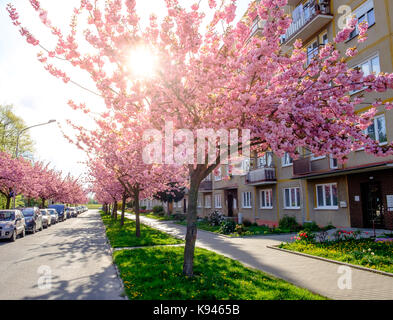 Blok de Flat avec cerisiers en fleurs, République tchèque Banque D'Images