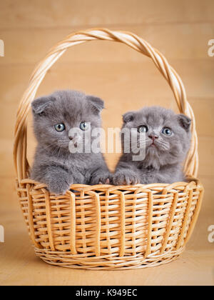 Petits chatons dans panier en osier Banque D'Images