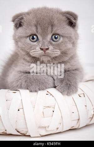 Un véritable ami. cute kitty. scottish chaton portrait. chat à la maison. Banque D'Images