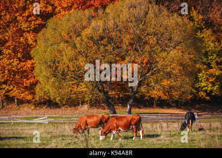 Les vaches paissent dans la périphérie de la forêt d'automne. Banque D'Images
