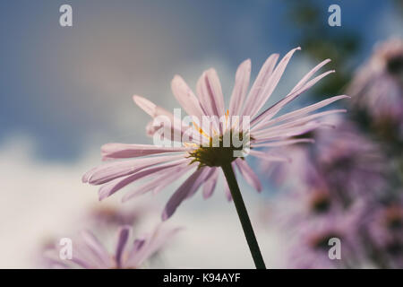 Beau jardin de fleurs, daisy violet Banque D'Images