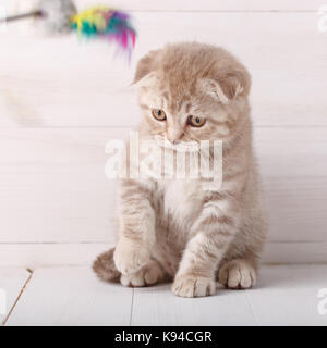 Scottish Fold couleur crème espiègle portrait de chat. Banque D'Images