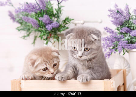 Portrait de deux chatons écossais qui veulent sortir d'une boîte en bois. Banque D'Images