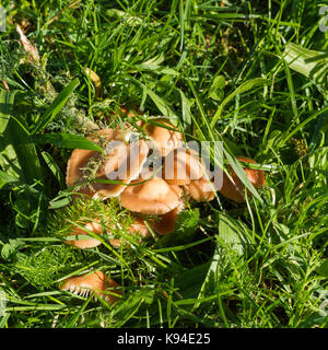 Marasmius oreades, anneau de fée champignon, champignons sauvages qui poussent sur l'herbe au début de l'automne, Turbary réserve naturelle commune, Dorset, UK Banque D'Images
