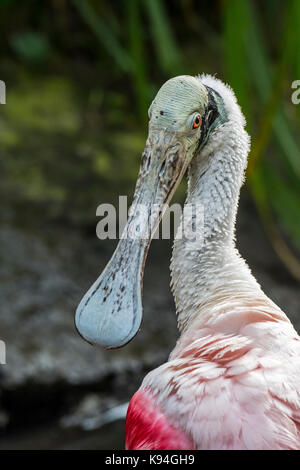 Roseate spoonbill (platalea ajaja / ajaja ajaja) close up de tête et spatulée loi Banque D'Images