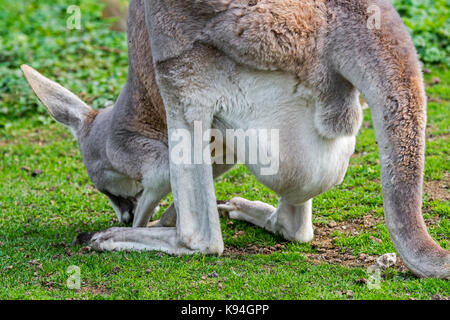 Close up of red kangourou (Macropus rufus) femmes transportant joey en sachet, originaire de l'Australie Banque D'Images