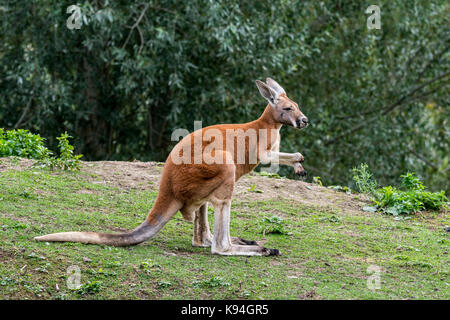 Kangourou rouge (Macropus rufus) homme, originaire de l'Australie Banque D'Images