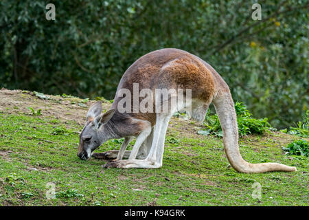 Kangourou rouge (Macropus rufus) femmes mangent de l'herbe, originaire de l'Australie Banque D'Images