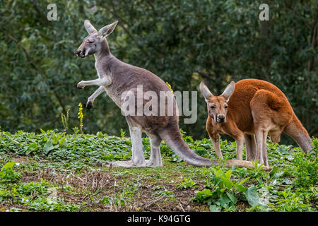 (Kangourous rouges Macropus rufus) mâle et femelle, originaire de l'Australie Banque D'Images