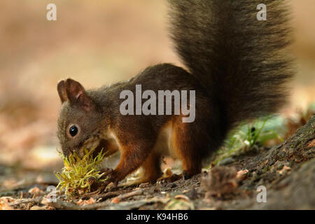 L'écureuil roux ou Eurasian écureuil roux (Sciurus vulgaris) en automne Banque D'Images