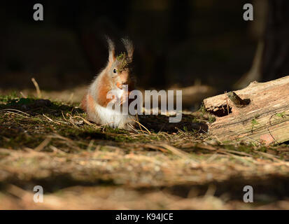 Écureuil rouge eurasien dans leur environnement naturel d'un pin dans la forêt du bois bas chaud lumière du soleil du matin avec écrou de noisette Banque D'Images