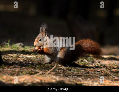 Écureuil rouge eurasien dans leur environnement naturel d'un pin dans la forêt du bois bas chaud lumière du soleil du matin avec écrou de noisette Banque D'Images