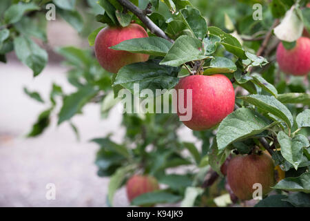 Malus domestica 'Blenheim orange'. Pommes 'Blenheim orange' sur l'arbre en automne Banque D'Images