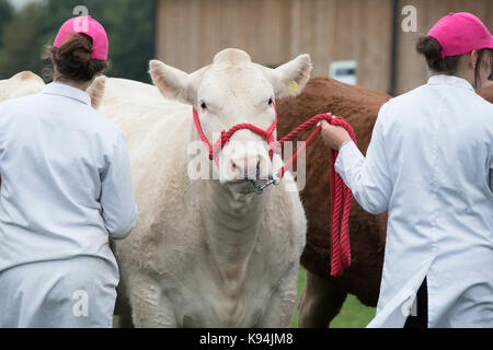 Taureaux Charolais montrant les agriculteurs au Royal County of Berkshire show. Newbury, Berkshire. UK Banque D'Images