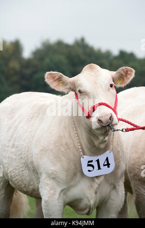 Taureau Charolais beeb illustré au Royal County of Berkshire show. Newbury, Berkshire. UK Banque D'Images