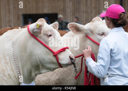 Taureaux Charolais montrant les agriculteurs au Royal County of Berkshire show. Newbury, Berkshire. UK Banque D'Images