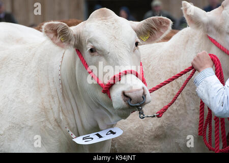 Taureaux Charolais montrant les agriculteurs au Royal County of Berkshire show. Newbury, Berkshire. UK Banque D'Images