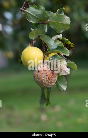 Cydonia oblonga . Bereczki coing fruit avec et sans pourriture brune sur l'arbre Banque D'Images