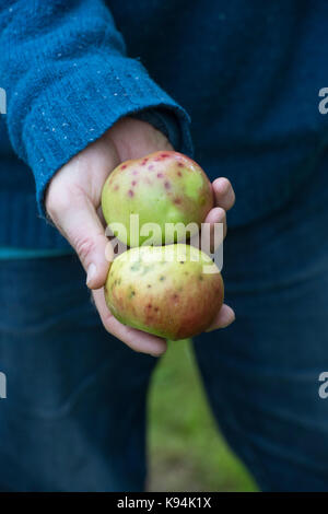 Malus domestica 'Anne Elizabeth'. Jardinier holding Apples avec trouble amères Banque D'Images