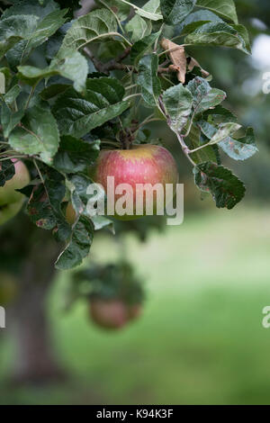 Malus domestica 'Belle de Boskoop'. La pomme 'Belle de Boskoop'. Pommes sur l'arbre en automne Banque D'Images