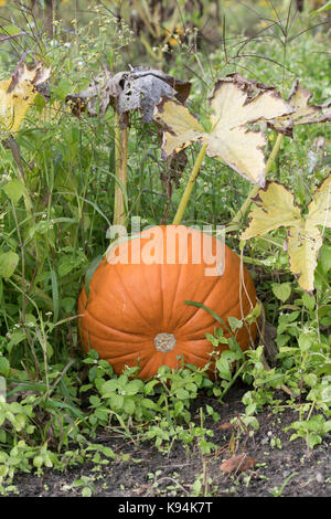 Cucurbita pepo. Pumpkin 'Atlantic Giant' dans un potager en Angleterre Banque D'Images