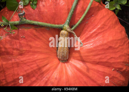 Cucurbita pepo. 'Potiron Rouge vif d'Etampes' dans un potager en Angleterre Banque D'Images