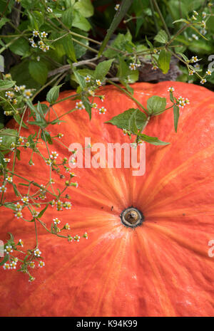 Cucurbita pepo. 'Potiron Rouge vif d'Etampes' dans un potager en Angleterre Banque D'Images