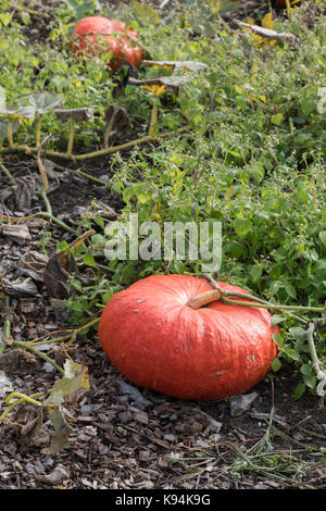 Cucurbita pepo. 'Potiron Rouge vif d'Etampes' dans un potager en Angleterre Banque D'Images