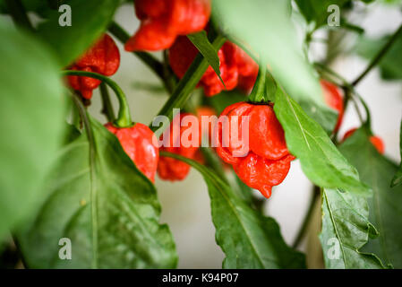 Red hot chili pepper trinidad scorpion sur une plante. capsicum chinense poivrons sur une plante verte avec des feuilles dans le jardin d'accueil ou une ferme. Banque D'Images