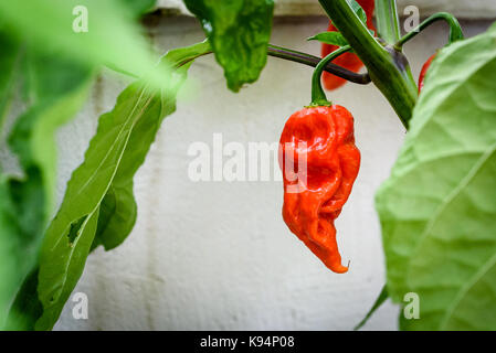 Red hot chili pepper bhut jolokia sur une plante. capsicum chinense poivrons sur une plante verte avec des feuilles dans le jardin d'accueil ou une ferme. Banque D'Images