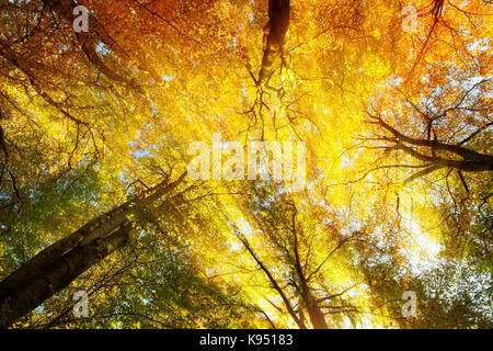 Arbre coloré avec de beaux rayons de soleil chaud à l'automne, les vers eye view Banque D'Images