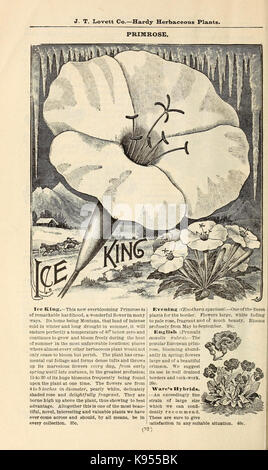 Lovett's illustrated catalogue des arbres fruitiers et ornementaux et des plantes à l'automne de 1891 (16814873100) Banque D'Images