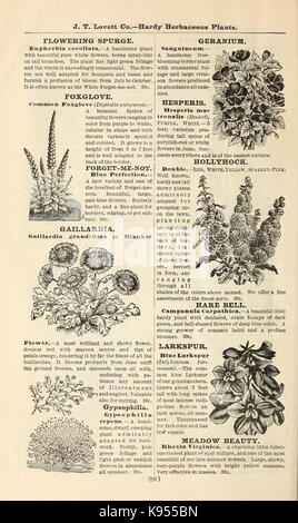 Lovett's illustrated catalogue des arbres fruitiers et ornementaux et des plantes à l'automne de 1891 (16814613808) Banque D'Images
