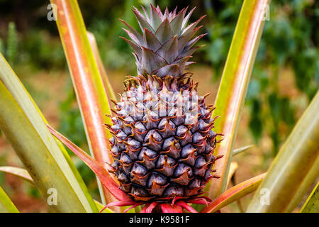 Un bel ananas en Ouganda Banque D'Images