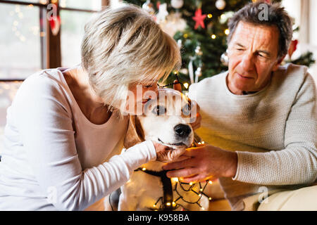 Couple assis sur le sol en face de l'arbre de Noël lumineux à l'intérieur de leur maison avec leur chien enchevêtré dans chaîne de lumières. Banque D'Images