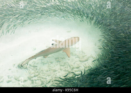 Maldives - un requin ( Carcharhinus melanopterus requin ) nage à travers un banc de petits poissons, les Maldives, l'Asie Banque D'Images