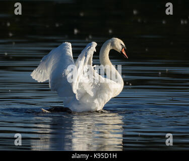 S/N mâle cygne muet s'étendant les extensions relevées vers le haut sur l'eau, éclairée par la faible lumière du soleil sur le côté Banque D'Images