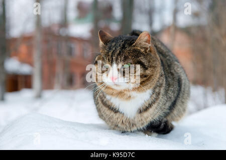 En colère contre la sieste de chat aux yeux verts dans la journée d'hiver neige Banque D'Images