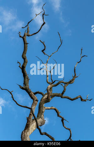 Chêne arbre branche morte contre ciel bleu vertical image Banque D'Images