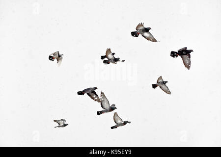 Troupeau de pigeons voler en pleine tempête. Colombes de vol au cours de blizzard. Banque D'Images