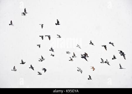 Troupeau de pigeons voler en pleine tempête. Colombes de vol au cours de blizzard. Banque D'Images