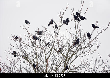 Une volée de corbeaux freux assis sur un arbre en hiver. Banque D'Images