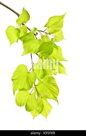 Les jeunes rameaux de feuilles de tilleul de printemps sur un fond blanc. Banque D'Images