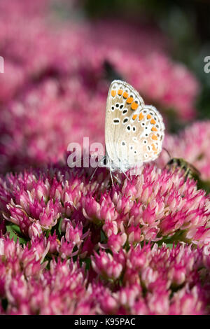 Aricia agestis se nourrissant de Sedum fleurs. Papillon argus brun sur Hylotelephium fleurs. Banque D'Images