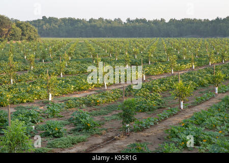 La culture intercalaire, de jeunes Anglais, verger NOYER Juglans regia 'Chandler' intercalé avec courge poivrée vert 'Cucurbita pepo var. turbinata' Banque D'Images