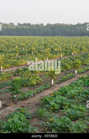 La culture intercalaire, de jeunes Anglais, verger NOYER Juglans regia 'Chandler' intercalé avec courge poivrée vert 'Cucurbita pepo var. turbinata' Banque D'Images