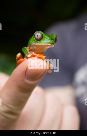 Une photo d'une grenouille Phyllomedusa tomopterna (feuilles) Banque D'Images