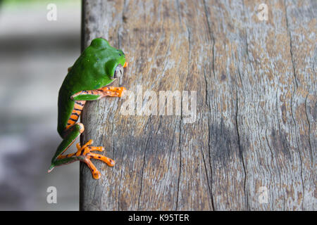Une photo d'une grenouille Phyllomedusa tomopterna (feuilles) Banque D'Images