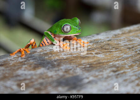 Une photo d'une grenouille Phyllomedusa tomopterna (feuilles) Banque D'Images