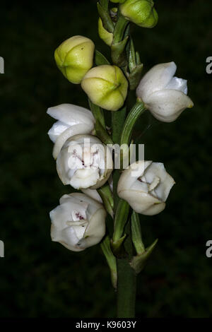 Saint-esprit, orchidées orchidée colombe ou la fleur de l'Esprit saint en anglais, et, comme la Flor del Espiritu Santo en espagnol Banque D'Images